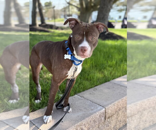 Medium Photo #9 Mutt Puppy For Sale in Wenonah, NJ, USA