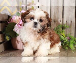 Shih Tzu Puppy for sale in MOUNT VERNON, OH, USA