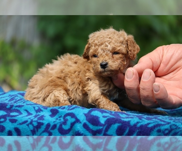 Medium Photo #2 Poodle (Toy) Puppy For Sale in DYERSBURG, TN, USA