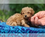 Small #1 Poodle (Toy)