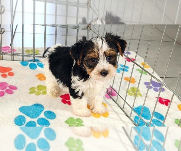 Medium Photo #11 Yorkshire Terrier Puppy For Sale in ORO VALLEY, AZ, USA