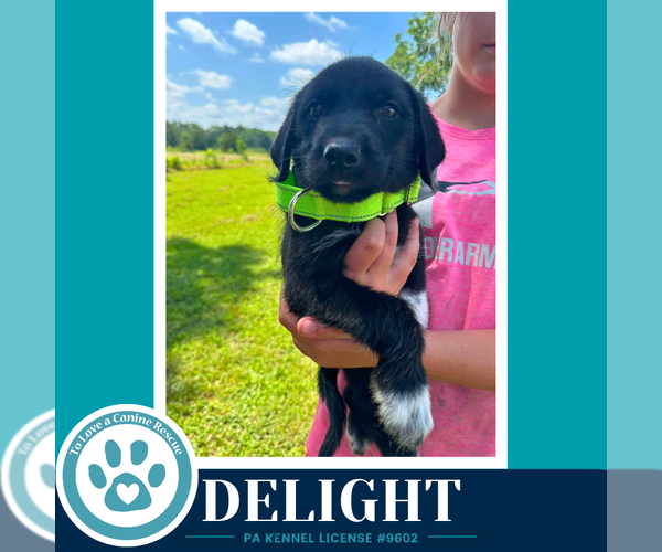 Medium Photo #3 Great Pyrenees-Unknown Mix Puppy For Sale in Kimberton, PA, USA