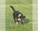 Small Photo #19 Border Collie-Unknown Mix Puppy For Sale in Highland, IL, USA