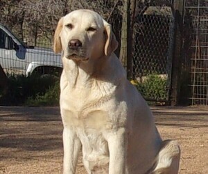Mother of the Labrador Retriever puppies born on 02/16/2025