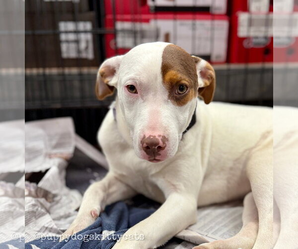 Medium Photo #6 Bulldog-Labrador Retriever Mix Puppy For Sale in Tarrytown, GA, USA