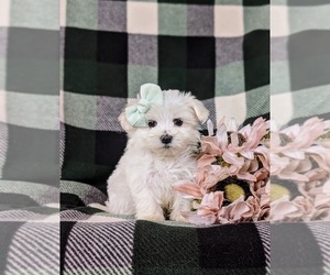Maltese Puppy for sale in QUARRYVILLE, PA, USA