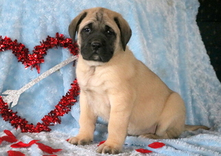 Mastiff Puppy for sale in MOUNT JOY, PA, USA