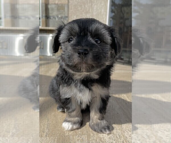 Medium Photo #2 Maltese-Morkie Mix Puppy For Sale in SANTA MARIA, CA, USA