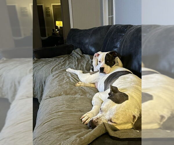 Medium Photo #4 American Bulldog Puppy For Sale in Mooresville, NC, USA