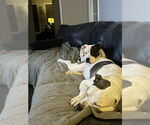Small #3 American Bulldog