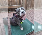 Small #2 American Pit Bull Terrier