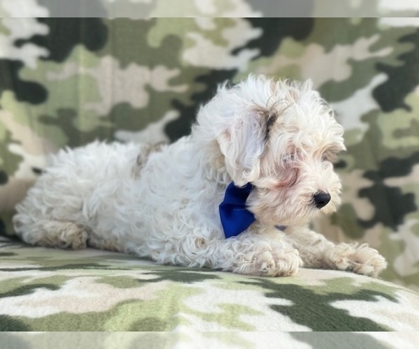 Medium Photo #16 Maltipoo Puppy For Sale in LAKELAND, FL, USA