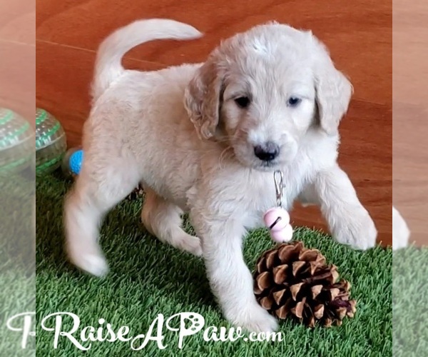Medium Photo #4 Goldendoodle-Poodle (Standard) Mix Puppy For Sale in OVERGAARD, AZ, USA