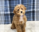 Small Photo #2 Poodle (Miniature) Puppy For Sale in DUNDEE, OH, USA