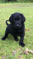 Labrador Retriever Puppy for sale in BROOKLET, GA, USA