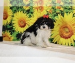 Bubbles - Female Goldendoodle (Miniature) Puppy for Sale - Photo #14