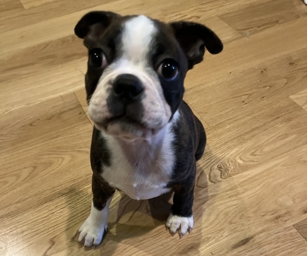 Medium Photo #4 Boston Terrier Puppy For Sale in BURLESON, TX, USA