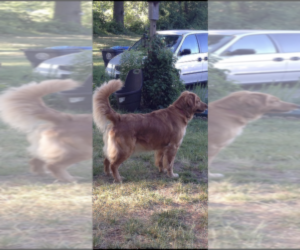 Medium Photo #1 Golden Retriever Puppy For Sale in CRANSTON, RI, USA