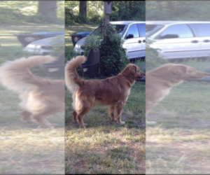 Mother of the Golden Retriever puppies born on 10/24/2025