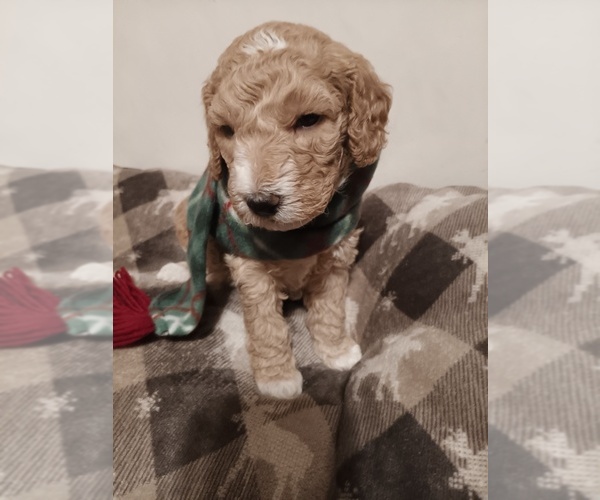 Medium Photo #2 Springerdoodle Puppy For Sale in MONTELLO, WI, USA