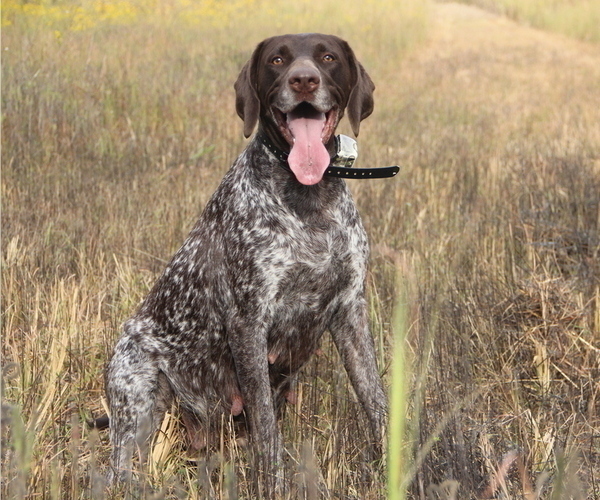 Medium Photo #1 German Shorthaired Pointer Puppy For Sale in CONWAY, AR, USA