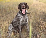 Small Photo #1 German Shorthaired Pointer Puppy For Sale in CONWAY, AR, USA