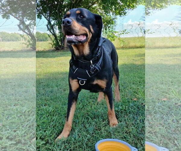 Medium Photo #3 Rottweiler-Unknown Mix Puppy For Sale in White Hall, AR, USA