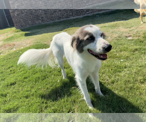 Medium Photo #3 Australian Shepherd Puppy For Sale in Dallas, TX, USA