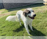 Small #2 Australian Shepherd