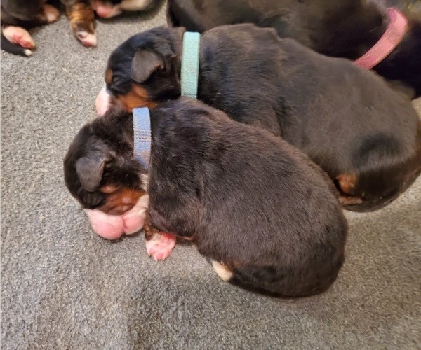 Medium Photo #12 Bernese Mountain Dog Puppy For Sale in LEETONIA, OH, USA