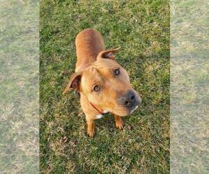Claus - Male Mutt Dog for Adoption - Photo #13