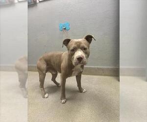 Mutt Dogs for adoption in Las Vegas, NV, USA