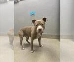 Small Mutt