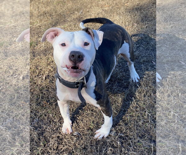 Medium Photo #2 Mutt Puppy For Sale in Virginia Beach, VA, USA