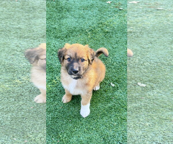 Medium Photo #3 Labrador Retriever-Unknown Mix Puppy For Sale in Fort Worth, TX, USA