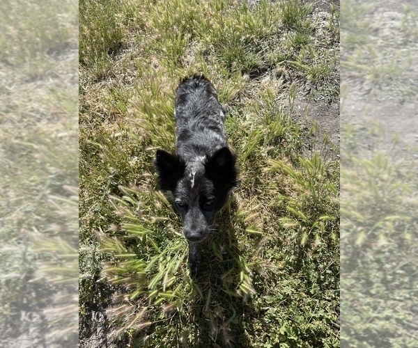 Medium Photo #3 Australian Stumpy Tail Cattle Dog Puppy For Sale in PINOLE, CA, USA