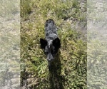 Small #2 Australian Stumpy Tail Cattle Dog