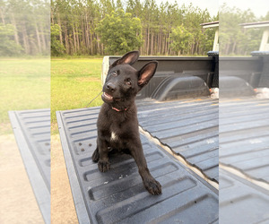 Medium German Shepherd Dog
