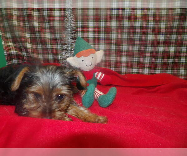Medium Photo #5 Yorkshire Terrier Puppy For Sale in PATERSON, NJ, USA