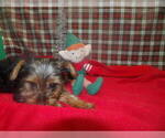 Small #4 Yorkshire Terrier
