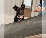 Small #31 American Pit Bull Terrier-German Shepherd Dog Mix