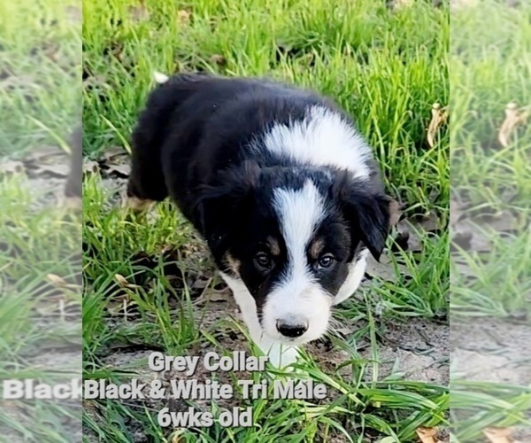 Medium Photo #3 Border Collie Puppy For Sale in ELMENDORF, TX, USA