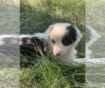 Small Photo #6 Australian Shepherd Puppy For Sale in ROYALSTON, MA, USA
