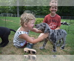 Small Photo #1 Great Dane Puppy For Sale in MILLINGTON, TN, USA