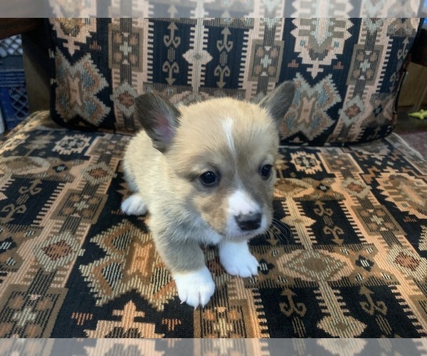 Medium Photo #1 Pembroke Welsh Corgi Puppy For Sale in BLANKET, TX, USA
