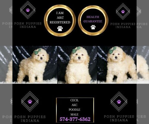 Medium Photo #6 Poodle (Toy) Puppy For Sale in WARSAW, IN, USA