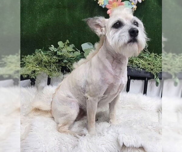Medium Photo #3 Mutt Puppy For Sale in Boonton, NJ, USA