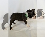 Small #3 Boston Terrier