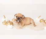 Small Photo #7 Bulldog Puppy For Sale in MURRIETA, CA, USA