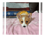 Small #17 Pembroke Welsh Corgi